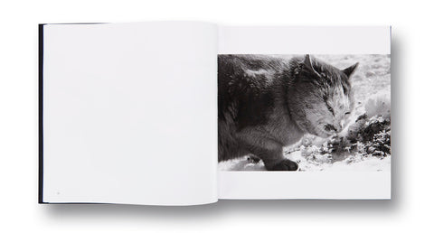 Ravens Masahisa Fukase - MACK