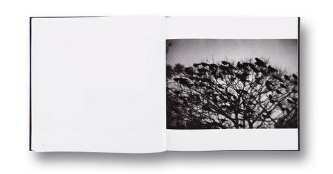 Ravens Masahisa Fukase - MACK