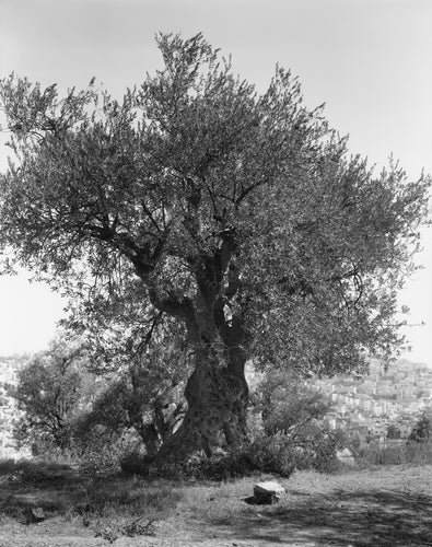 Adam Broomberg, Rafael Gonzalez, Issa Amro, & Alessia Glaviano: ‘Anchor in the Landscape’ [Book launch & talk]
