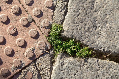 Kwan Queenie Li & Kelly Ma: 'Weeds' [Book launch & talk]