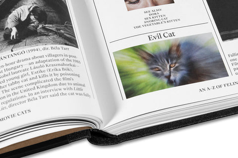 Close-up of a fluffy cat from "The Encyclopedia of Movie Cats" book by A24, showing detailed feline fur and expressive eyes.