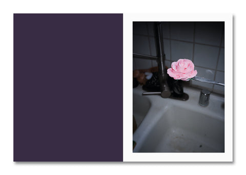 Pink flower in a sink with a dark purple page