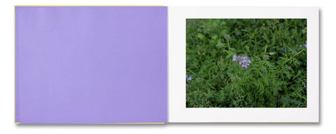 The Triple Folly - MACK