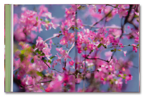 Verdigris / Ambergris - MACK