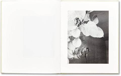 ciprian honey cathedral - MACK