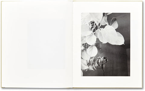 ciprian honey cathedral / errata special edition - MACK